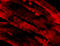 Interleukin 31 antibody, 3747, ProSci Inc, Immunofluorescence image 