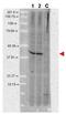 AHSA1 antibody, M05733, Boster Biological Technology, Western Blot image 