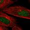 CAMK2N2 antibody, HPA050835, Atlas Antibodies, Immunofluorescence image 