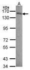 Laminin Subunit Beta 3 antibody, LS-B10764, Lifespan Biosciences, Western Blot image 