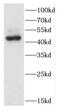 Cyclin L1 antibody, FNab01385, FineTest, Western Blot image 