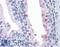 Rhotekin antibody, LS-B4410, Lifespan Biosciences, Immunohistochemistry frozen image 
