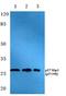 Cyclin Dependent Kinase Inhibitor 1B antibody, A00173T198, Boster Biological Technology, Western Blot image 