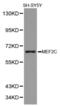 Myocyte-specific enhancer factor 2C antibody, abx001817, Abbexa, Western Blot image 