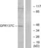 G Protein-Coupled Receptor 137C antibody, LS-B5691, Lifespan Biosciences, Western Blot image 