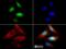 Zinc Finger Protein 521 antibody, NBP1-91271, Novus Biologicals, Immunocytochemistry image 