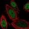 Gastrulation Brain Homeobox 2 antibody, NBP2-56315, Novus Biologicals, Immunofluorescence image 