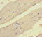 Eukaryotic Translation Elongation Factor 1 Alpha 1 antibody, LS-C677766, Lifespan Biosciences, Immunohistochemistry paraffin image 
