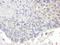 Chromodomain Helicase DNA Binding Protein 8 antibody, NB100-60417, Novus Biologicals, Immunohistochemistry frozen image 
