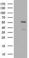 Dynein Cytoplasmic 1 Light Intermediate Chain 1 antibody, TA501630S, Origene, Western Blot image 