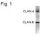 NLR family CARD domain-containing protein 4 antibody, PA1-4264, Invitrogen Antibodies, Western Blot image 