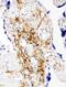 CD47 Molecule antibody, PA5-78987, Invitrogen Antibodies, Immunohistochemistry paraffin image 