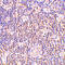 BCL2 Associated Athanogene 1 antibody, 3871, ProSci Inc, Immunohistochemistry frozen image 
