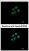 Core histone macro-H2A.2 antibody, NBP2-17197, Novus Biologicals, Immunofluorescence image 