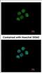 H2A Histone Family Member Y2 antibody, NBP2-17197, Novus Biologicals, Immunofluorescence image 