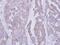 Catalase antibody, PA5-29650, Invitrogen Antibodies, Immunohistochemistry frozen image 