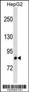 Leucine Rich Repeats And IQ Motif Containing 3 antibody, 59-710, ProSci, Western Blot image 