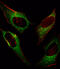 DNA Damage Inducible Transcript 3 antibody, MBS9209135, MyBioSource, Immunofluorescence image 