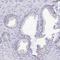 Sentan, Cilia Apical Structure Protein antibody, HPA043322, Atlas Antibodies, Immunohistochemistry frozen image 