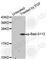 BCL2 Associated Agonist Of Cell Death antibody, AP0143, ABclonal Technology, Western Blot image 