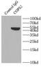 COP9 signalosome complex subunit 2 antibody, FNab01870, FineTest, Immunoprecipitation image 