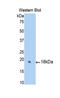 Sulfite Oxidase antibody, LS-C296528, Lifespan Biosciences, Western Blot image 