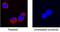 Colony Stimulating Factor 3 antibody, PA5-47154, Invitrogen Antibodies, Immunocytochemistry image 