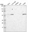 FERM Domain Containing 8 antibody, PA5-64901, Invitrogen Antibodies, Western Blot image 