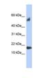 Testis Expressed 19 antibody, orb326063, Biorbyt, Western Blot image 