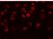 Regulator Of Microtubule Dynamics 2 antibody, 5697, ProSci, Immunofluorescence image 