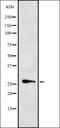 Cell Death Inducing DFFA Like Effector C antibody, orb337709, Biorbyt, Western Blot image 
