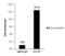 SATB Homeobox 1 antibody, GTX114738, GeneTex, Chromatin Immunoprecipitation image 