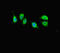 KAT8 Regulatory NSL Complex Subunit 1 antibody, orb45149, Biorbyt, Immunofluorescence image 