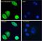 EPI64 protein antibody, NBP2-61998, Novus Biologicals, Immunofluorescence image 