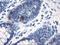 Uracil DNA Glycosylase antibody, LS-C337514, Lifespan Biosciences, Immunohistochemistry frozen image 