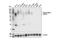 CD244 Molecule antibody, 54560S, Cell Signaling Technology, Western Blot image 