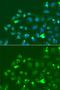 SRBC antibody, orb49123, Biorbyt, Immunofluorescence image 