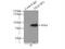 TRAF3 Interacting Protein 1 antibody, 14404-1-AP, Proteintech Group, Immunoprecipitation image 