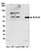 Kelch Like Family Member 42 antibody, A305-649A-M, Bethyl Labs, Western Blot image 