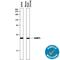 Complement C1q Binding Protein antibody, AF5359, R&D Systems, Western Blot image 