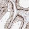 Myotubularin Related Protein 3 antibody, HPA034516, Atlas Antibodies, Immunohistochemistry frozen image 