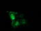 Tubulin beta-4 chain antibody, M05184-1, Boster Biological Technology, Immunofluorescence image 