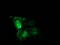 Tubulin Beta 4A Class IVa antibody, M05184-1, Boster Biological Technology, Immunofluorescence image 