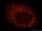 MRPS31 antibody, 16288-1-AP, Proteintech Group, Immunofluorescence image 