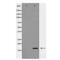 Sca1 antibody, SPC-1319D-A594, StressMarq, Western Blot image 