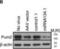 Pumilio RNA Binding Family Member 2 antibody, NB100-387, Novus Biologicals, Western Blot image 