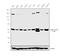 Tubulin Gamma 1 antibody, PA5-34815, Invitrogen Antibodies, Western Blot image 