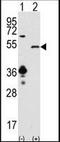 Sirtuin 7 antibody, orb95502, Biorbyt, Western Blot image 