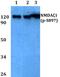 Glutamate Ionotropic Receptor NMDA Type Subunit 1 antibody, PA5-36853, Invitrogen Antibodies, Western Blot image 