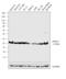 Ubiquitin C-Terminal Hydrolase L1 antibody, 38-1000, Invitrogen Antibodies, Western Blot image 